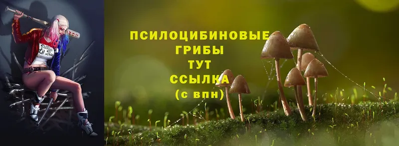 купить наркоту  Всеволожск  Псилоцибиновые грибы Cubensis 